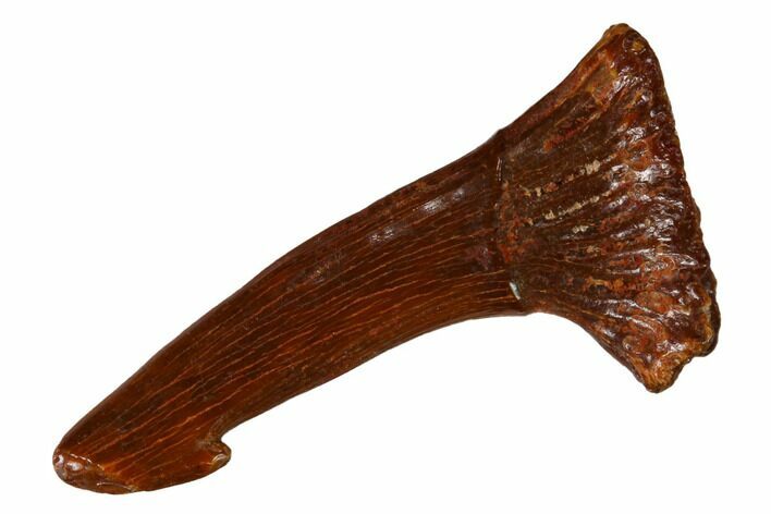 Fossil Sawfish (Onchopristis) Rostral Barb - Morocco #145687